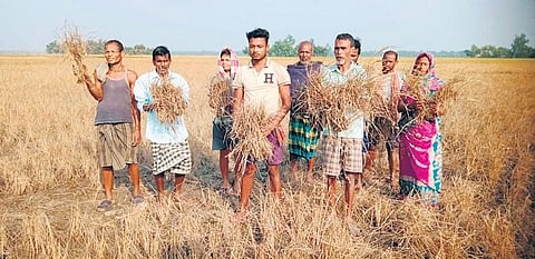 A file image of Farmers showing their damaged paddy crops, used for representational purpose only. (Photo | Express)