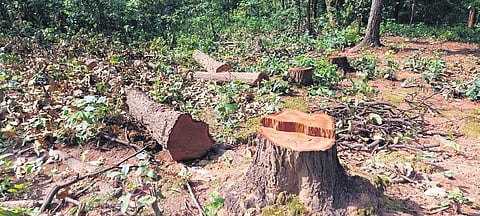 How cinema can play its part on the climate change stage