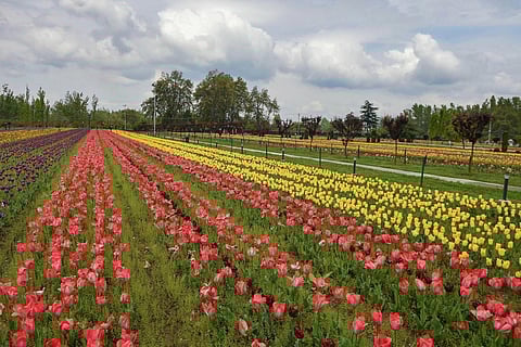 A file photo of the tulip garden along Srinagar's Dal Lake in full bloom (Photo | PTI)