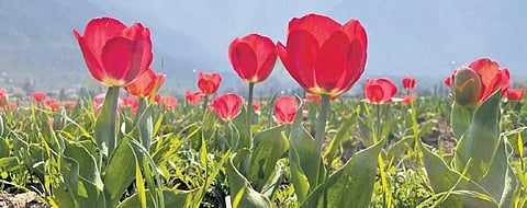 Tulip image for representational purpose only.