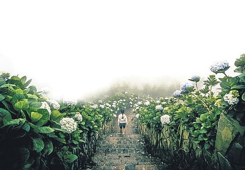 Nature worship: Bring the outdoors in with biophilia