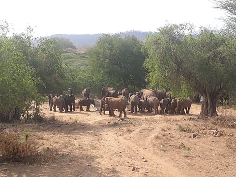 Clean trenches, install solar fence to prevent elephant intrusion: Dharmapuri farmers