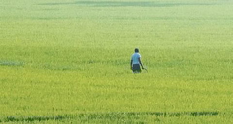 AP Budget gives thrust to farm sector to increase output