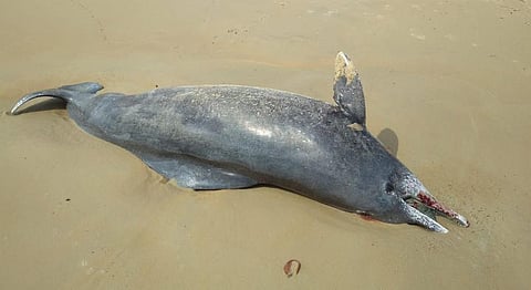 Carcass of humpback dolphin washes ashore in Uppada Beach