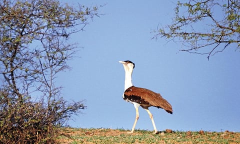 Rajasthan's state bird Great Indian Bustard (Photo  Dr Sumit Dookia)