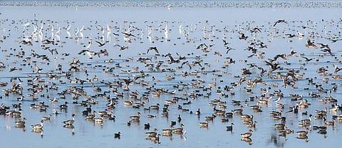 For representational purpose. A team from Palluyir Trust, a Chennai-based environmental organisation, carried out a bird survey at Odiyur and found over 17,000 migratory ducks.