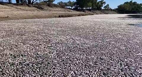 Millions of dead and rotting fish have clogged a vast stretch of river near a remote town in the Australian Outback as a searing heatwave sweeps through the region. (Photo | AFP)