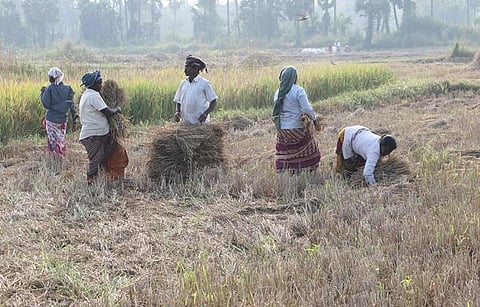 Farm workers reaping the last batches of paddy in a village near Nagapattinam. Express