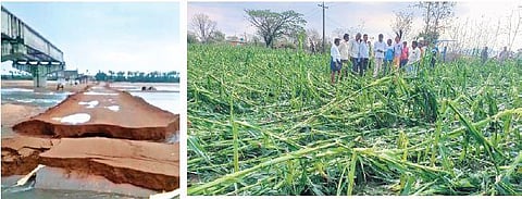 Overnight rains and hailstorms damaged a road at Odedu village in Peddapalli district; (right) A view of the crops damaged in Narsampet