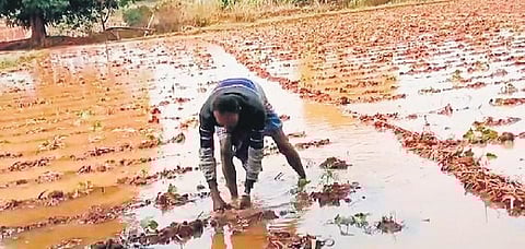 Image used for representative purposes only. (File Photo | Express)