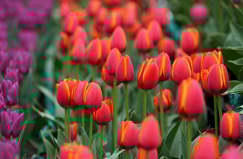 Tulip flowers in bloom at Asia's largest Tulip Garden which is opened for public at the foothills of Zabarwan mountains, in Srinagar. 