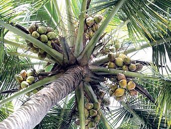 Tiruppur ryots upset as Budget silent on Copra procurement