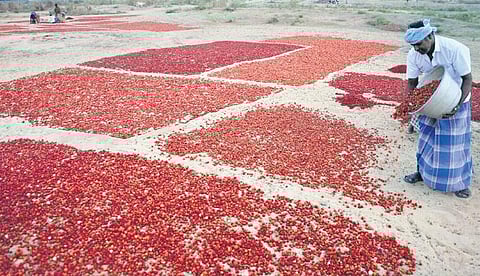 A farmer drying red chillies in Ramanathapuram | kk sundar