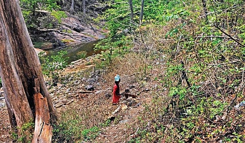 Sabeena of town ward, Thenmala panchayat fetching water from Kallada River