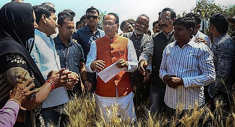Madhya Pradesh Chief Minister Shivraj Singh Chouhan inspects the wheat crops damaged due to unseasonal rain and hailstorm.(PTI Photo)