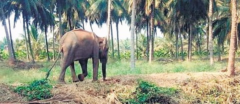 Image used for representational purpose only. (Photo | EPS)