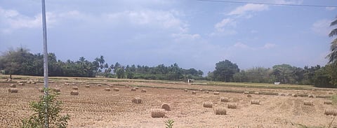 Paddy straw bundled using machine lying in a field in a village near Thanjavur. Express