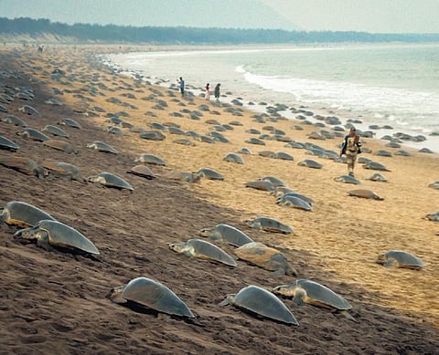 Olive Ridley turtles arrive at Rushikulya beach for nesting | DEBADATTA MALLICK