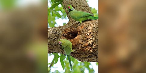 Male and female Rose-ringed parakeet. Image used for representational purpose (Photo | Wikimedia Commons)