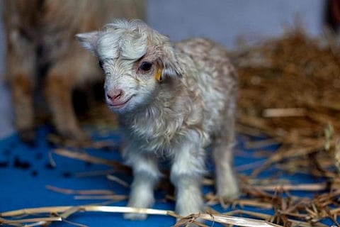 Noori, a cloned pashmina goat, stands inside a sheep breeding center at Sher-e-Kashmir University of Agricultural Sciences and Technology in Alastang. (Photo | PTI)