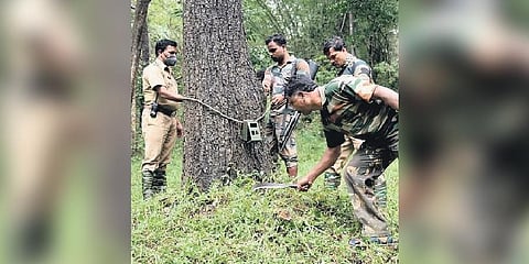 Image used for representational purpose. Forest officials place a camera to track the movement of wild animals | File Photo