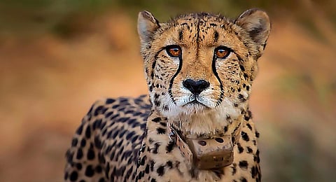 A cheetah, one of the eight translocated from Namibia, died at Kuno National Park, in Sheopur district. (Photo | PTI)