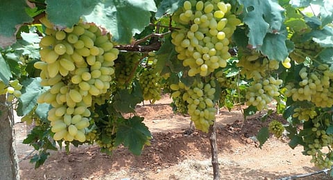 K Anji Reddy's grape garden in Thukkuguda village of Maheshwaram mandal in Rangareddy district