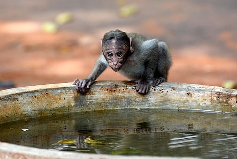 A monkey quenches its thirst from the water bowl at the IIT Madras campus in Chennai. (Photo | Ashwin Prasath, EPS)