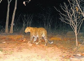 Footage of the leopard captured in a camera installed near Jalmadei village