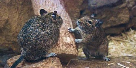 Rata-looty: Rat steals Rs 13,000 cash from Kolkata grocery shop; caught on camera