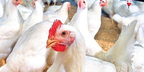 Hi! We're Animals!!: Image used for representational purpose only. (File Photo  I EPS)