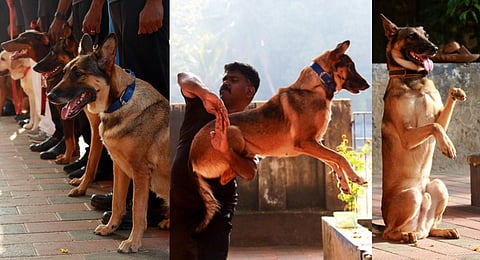 K9 Squad in Kochi.(Photos | TP Sooraj)