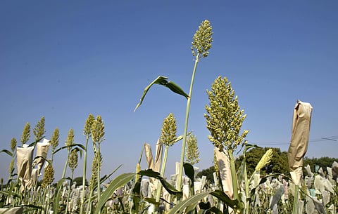Representational image of millets. (Photo | EPS)