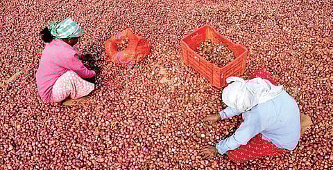 Representational Image: Labourers sort onions at APMC yard in Karnataka’s Chikmagalur. (File Photo| PTI)