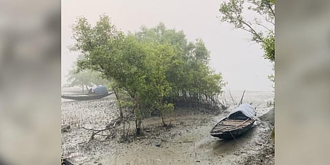 Rising salinity poses threat to sunderbans