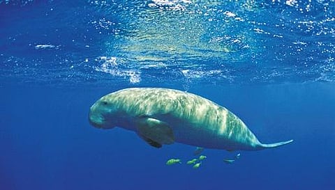 UN seals historic deal to save oceans