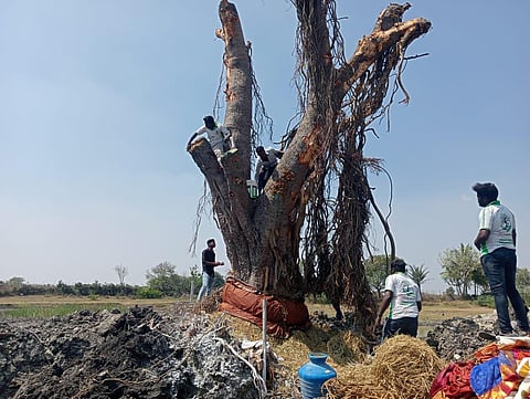 Fifty-year-old Banyan tree in TN's Ariyalur saved from the axe as NGO youths transplant it