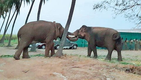 Kumki Kaleem and Chinna Thambi playing at Krishnapuram near Madathukulam in Udumalai | Express