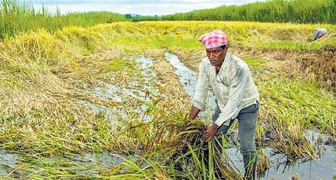 Unseasonal rain, hailstorm damage Rabi crop in central and west Madhya Pradesh