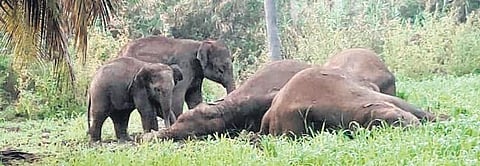 Two calves standing near the dead elephants at Marandahalli on Tuesday | Express