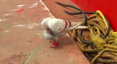 A suspected spy pigeon fitted with a tiny camera & a chip caught from a fishing boat off the Paradip coast in Jagatsinghpur. (Photo | ANI Twitter)
