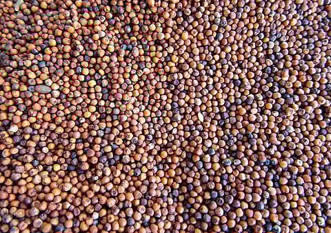 Representational image of ragi. 