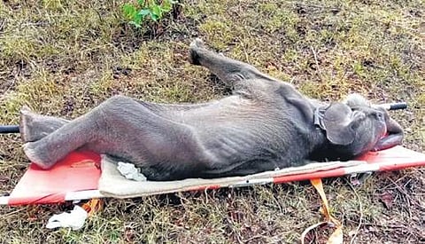 The orphaned calf was cared for by Oscar fame couple Bomman and Bellie at the Theppakadu camp | Express