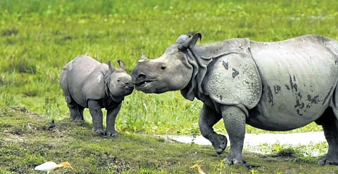 What’s itching them: Rhinos run amok in Bengal farm land, destroy crops