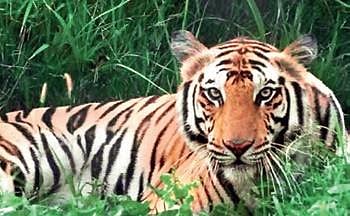 Tiger reserves do good, but Odisha slips in tiger occupancy