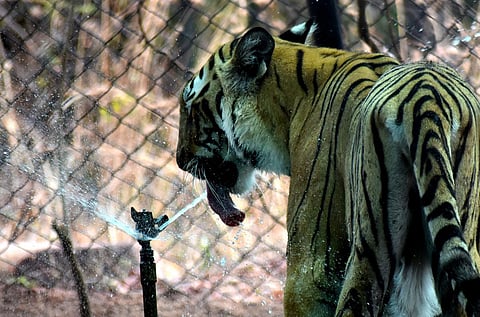 Image used for representational purposes only (Photo | K Madhav, EPS)