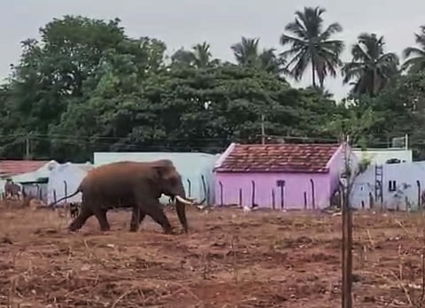 Elephant ‘Baahubali’ back after two years to raid crops in Coimbatore