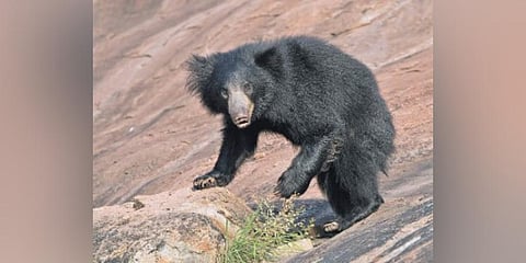 Image of 'Sloth bear' used for representational purposes only