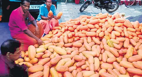Kanjikuzhi farmers with freshly harvested kani vellari (yellow cucumber). (Photo | Express)