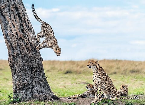 Images captured by Ankul Shetty during his wildlife trails